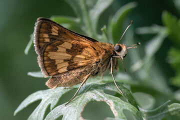A tan and brown Peck's Skipper Butterfly (Polites peckius) grooming and cleaning itself on a green...