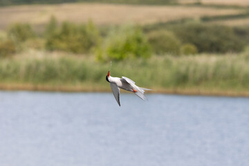 Common tern (sterna hirundo) behaviour, spitting water in flight, Yorkshire, UK, July, Summer