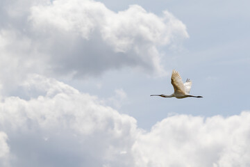 Eurasian common spoonbill flying across a cloudy sky in Yorkshire, UK, July, Summer