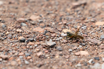 Roesel's bush cricket (metrioptera roeselii) on a gravel path,Yorkshire, UK, July, Summer