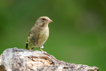 Adult female greenfinch (Chloris chloris) perched on wood - Yorkshire, UK, July, Summer