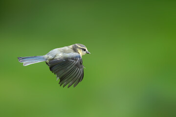 Blue tit in flight (cyanistes caeruleus) with a vibrant green background, Yorkshire, UK, July, Summer