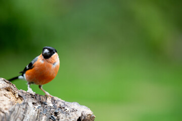 Adult male Eurasian Bullfinch (Pyrrhula pyrrhula) perched on a branch in springtime with a natural green background - Yorkshire, UK in July