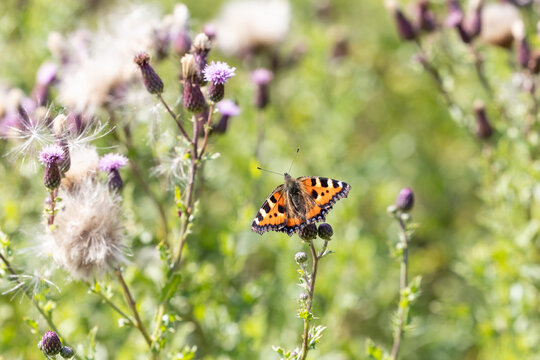 Small tortoiseshell butterfly basking in the sun on top of wildflowers, Yorkshire, Summer