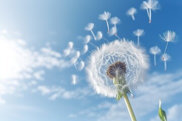 Fototapeta premium illustration, banner of dandelion clock scattering seeds in the wind, ai generative