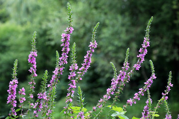 Lythrum salicaria grows on the riverbank and in wet places