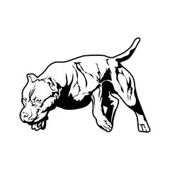 Fototapeta premium American Pitbull Terrier dog. vector illustration