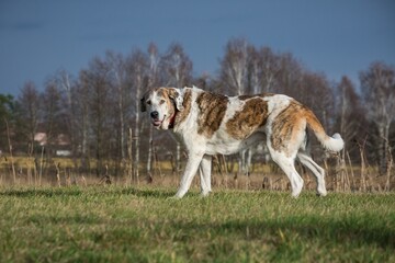 dog running in the park