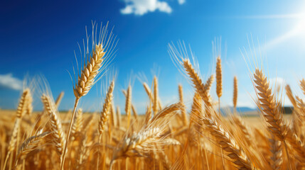 Fototapeta premium Barley Crop in a Golden Field