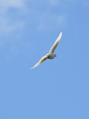 a white dove flies against a blue cloudless sky