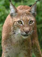 close-up portrait of a wild lynx
