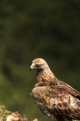 Águila real