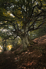 &Aacute;rbol de la vida