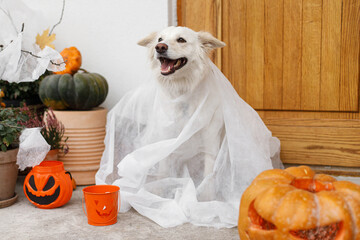 Scary cute dog ghost with Jack o lantern at front of house with spooky halloween decorations on...