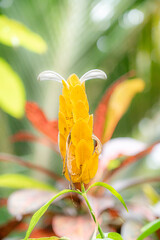 close up of yellow flower