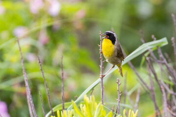 Fototapeta premium Male Common yellowthroat (Geothlypis trichas) in summer