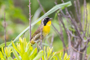 Fototapeta premium Male Common yellowthroat (Geothlypis trichas) in summer