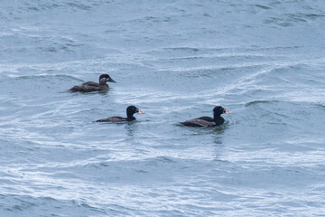  surf scoter (Melanitta perspicillata)