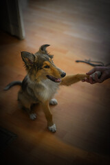 Collie dog giving a paw
