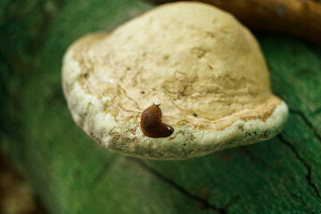 White bracket fungus with a snail