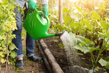 Farmer, gardener watering cucumber vegetables from water in watering can in green garden on garden...