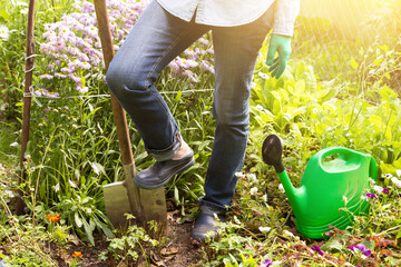 Farmer, gardener in flowers garden with shovel and watering can in sunlight. Gardening,...