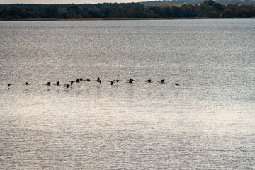Canadian geese flying over the Rappahannock River in Eastern Virginia near the Chesapeake Bay