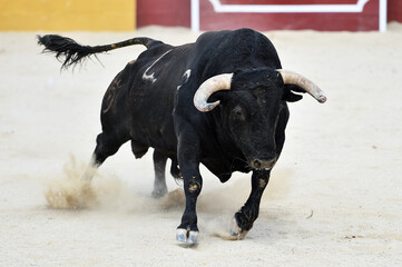 un toro bravo español en una plaza de toros