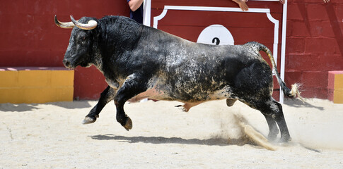 un toro bravo espa&ntilde;ol en una plaza de toros