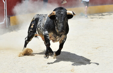 un toro bravo español en una plaza de toros