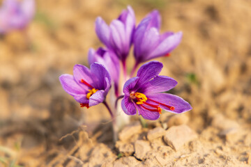 Saffron crocus flowers in a field in Jammu and Kashmir.