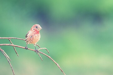 baby finch on a branch