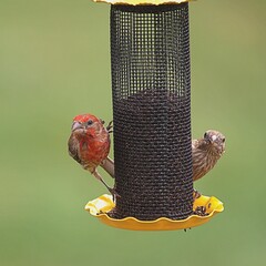 red finches on a feeder