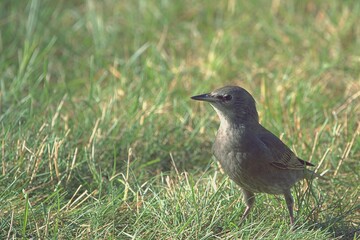 juvenile starling
