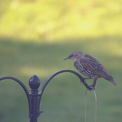 european starling