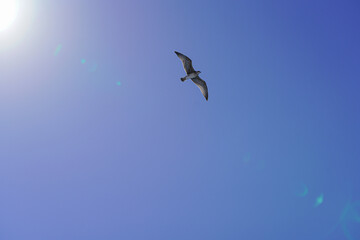 bird in flight, looking to the future, motivation