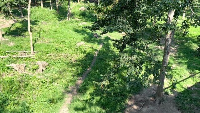 A gray wolf runs along a forest path on a sunny summer day, then turns right in search of prey. A forest wolf in a nature reserve. A view of a wolf in the forest from a height