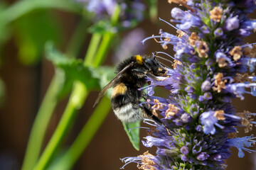 Honey bee insect pollinates purple flowers of agastache foeniculum anise hyssop, blue giant hyssop plant