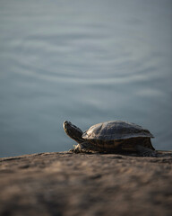 turtle on the rocks