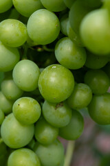 Riesling white wine grapes plant growing on hilly vineyard in Germany unripe grapes close up