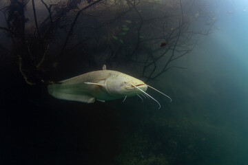 White wels catfish is hiding in the brushwood under the surface. Silurus glanis during dive in the lake. European fish in the nature habitat. 