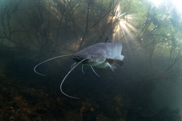 Wels catfish is near the surface. Silurus glanis during dive in the lake. European fish in the...