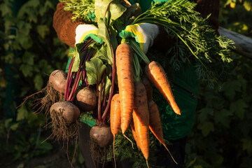Farmer hands with fresh raw organic vegetables in sunlight. Beetroot and carrot autumn harvest in garden close up. Bio and eco farming cultivation