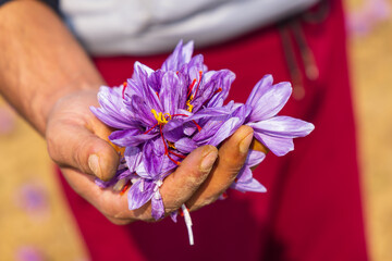 Harvesting saffron crocus flowers in a field in Jammu and Kashmir.