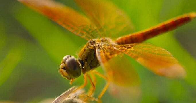close up of a dragonfly