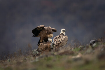 Griffon vultures are sitting in the Rhodope mountains. Gyps fulvus are looking for food. Massive brown bird with white head who eats carcass. European nature. 