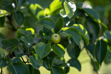 Green pear apple fruits and green leaves.