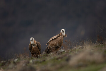 Griffon vultures are sitting in the Rhodope mountains. Gyps fulvus are looking for food. Massive brown bird with white head who eats carcass. European nature. 