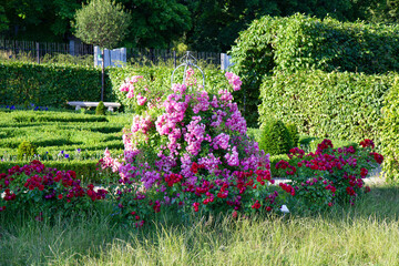 Pink roses blooming in the garden entwining a metal support