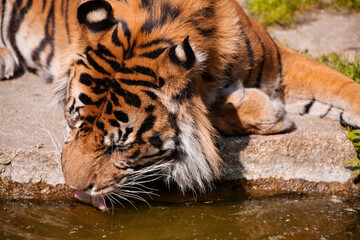 close-up tiger drinks water from a stream.